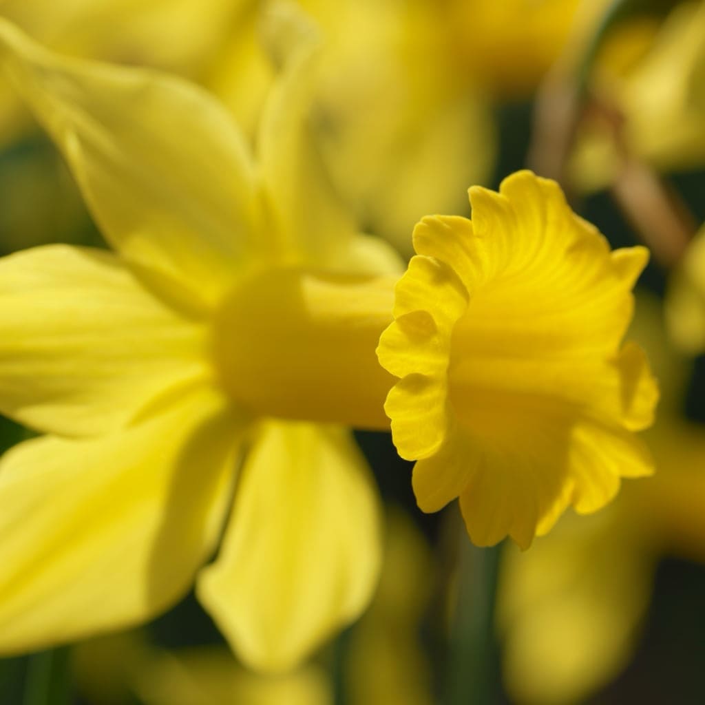 Narcissus cyclaminues