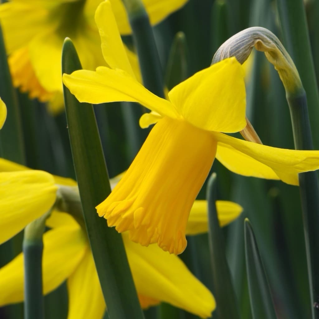 Narcissus cyclaminues