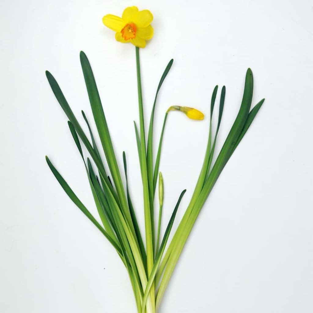 Narcissus cyclaminues
