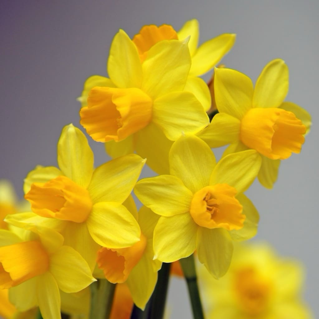 Narcissus cyclaminues