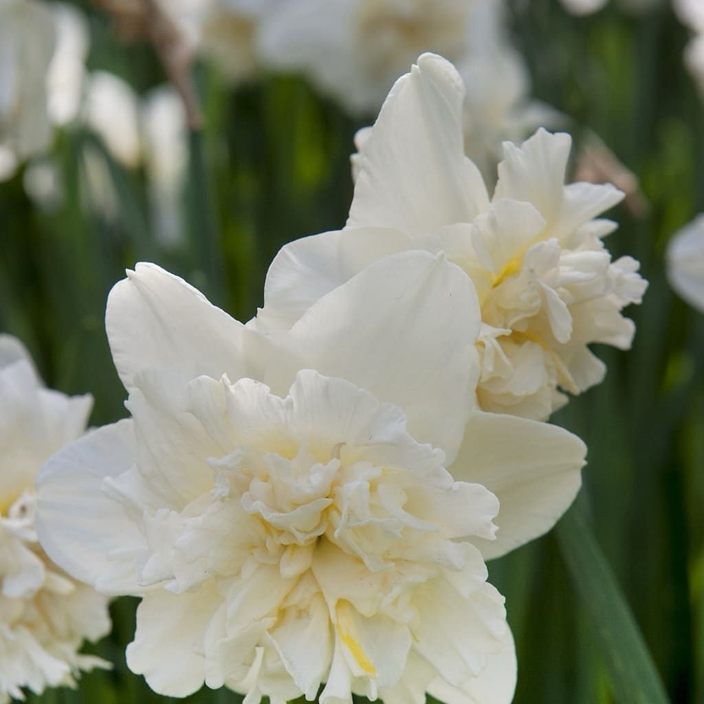 Narcissus