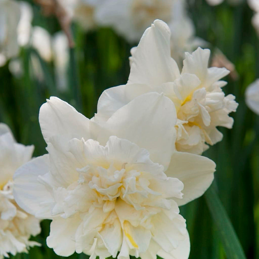 Narcissus