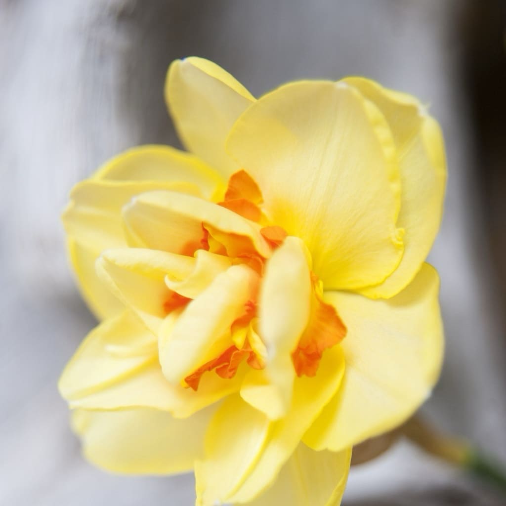 Narcissus