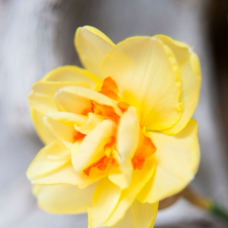 Narcissus