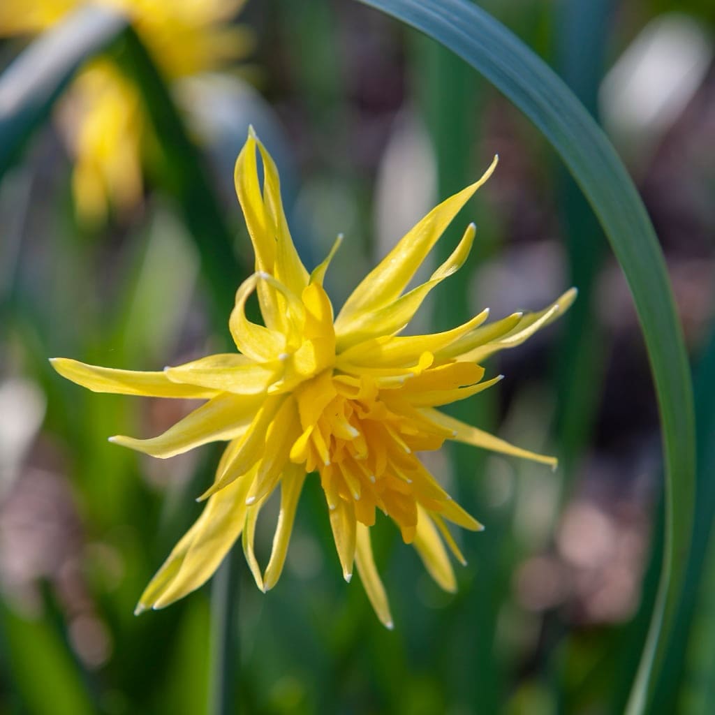 Narcissus