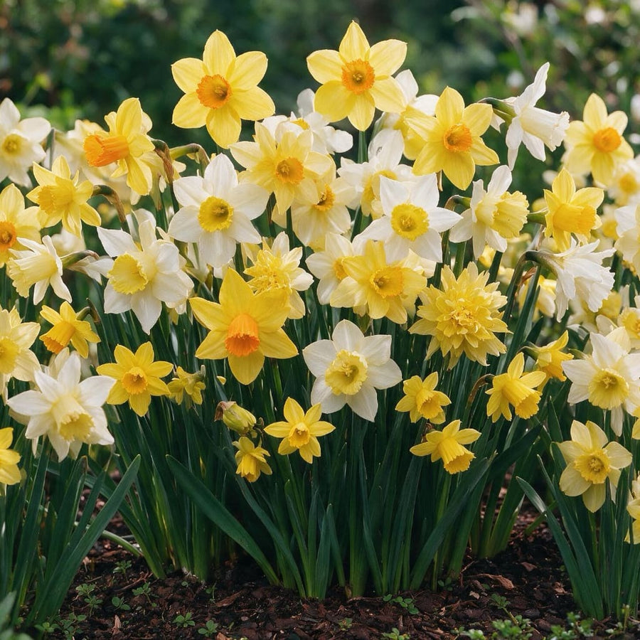 Narcissus