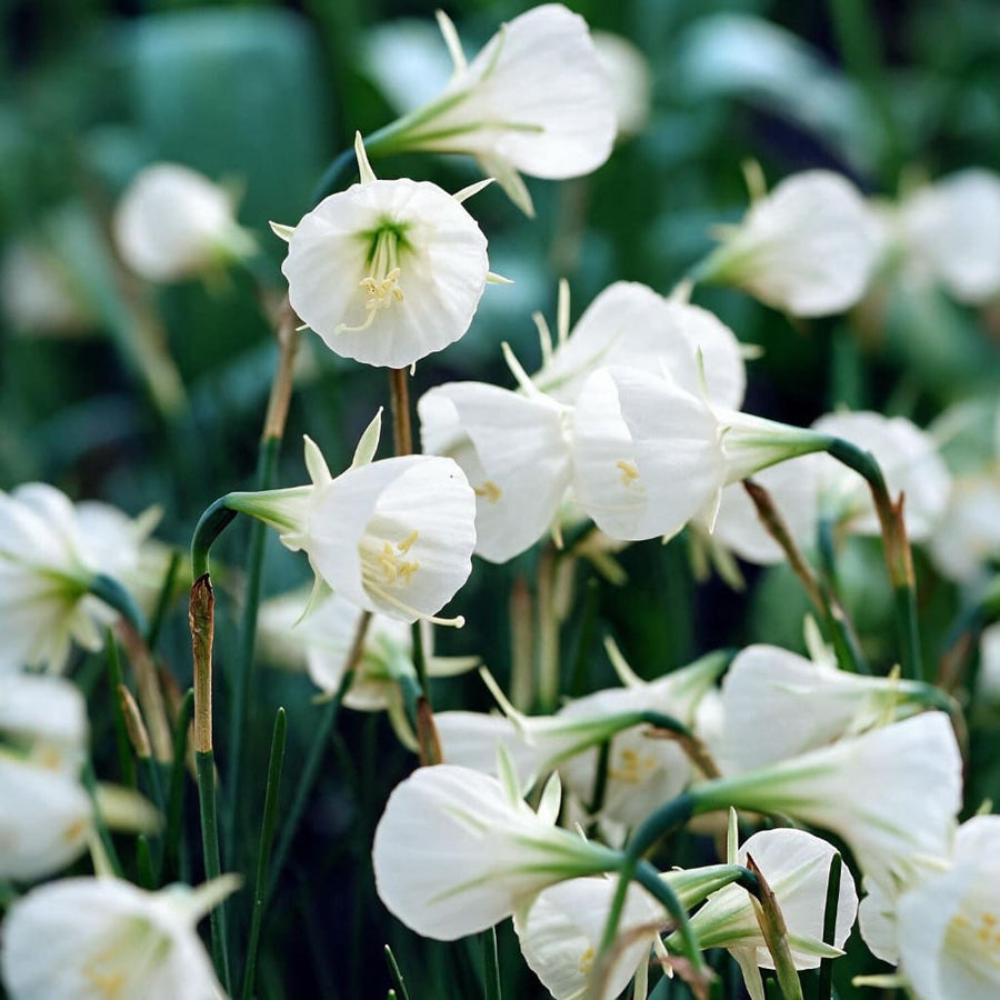 Petticoat-Narzisse 'White Petticoat' Weiß