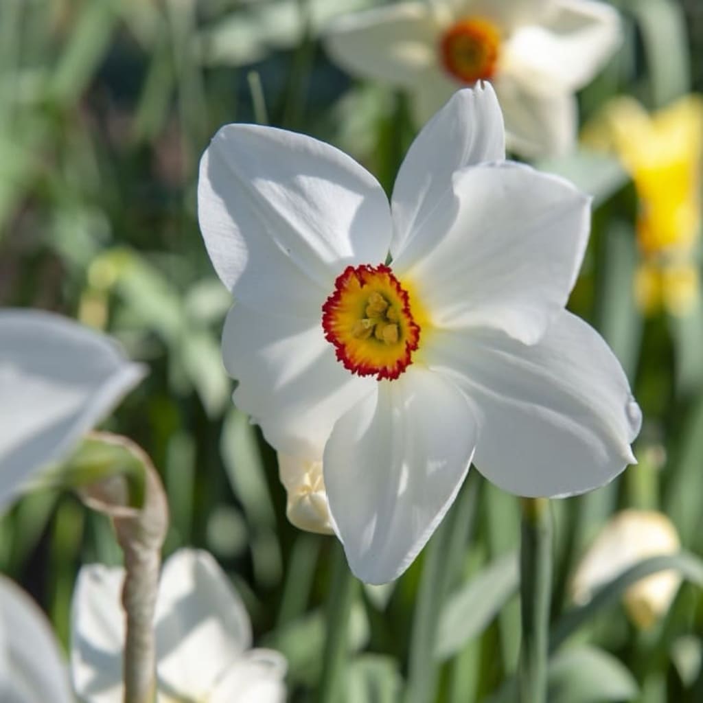 Narcissus poeticus var. recurvus