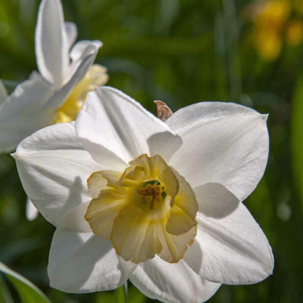 Narcissus pseudonarcissus