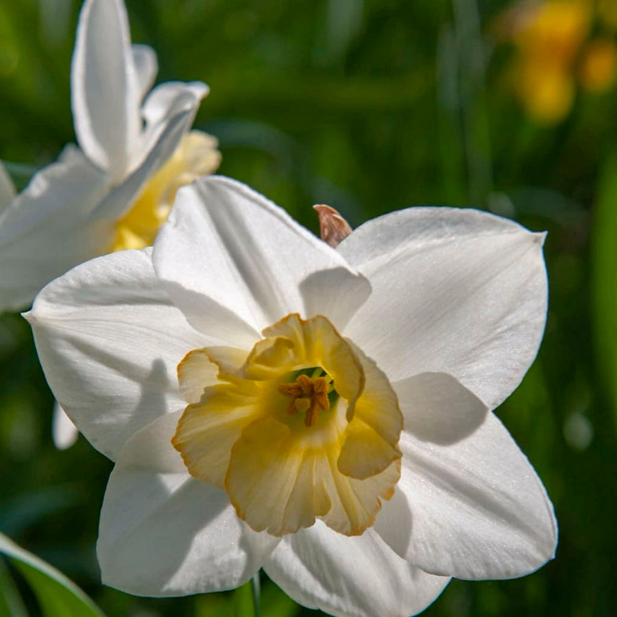 Narcissus pseudonarcissus