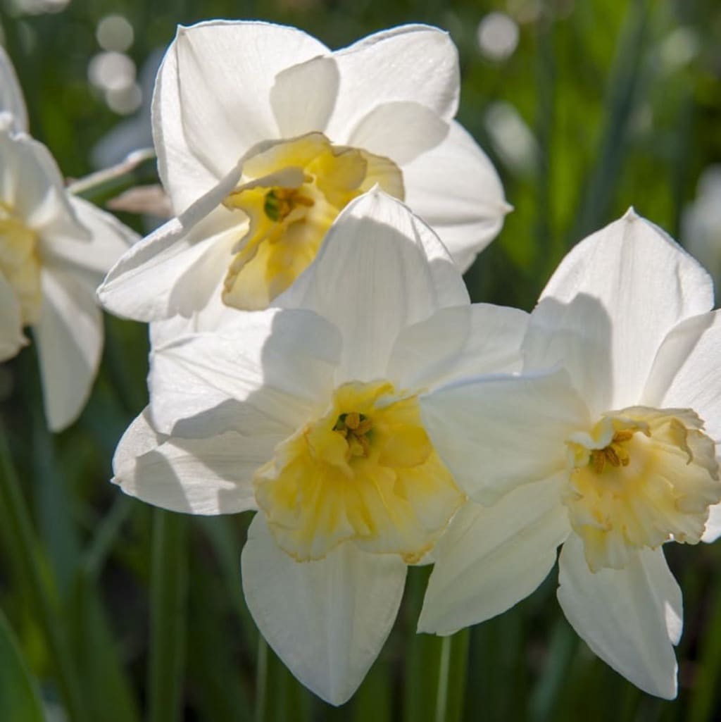 Bio-Schmetterlings-Narzisse 'Papillon Blanc' Weiß
