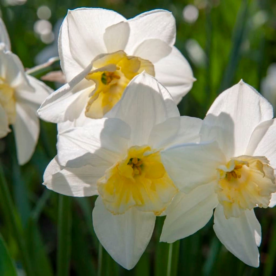 Bio-Schmetterlings-Narzisse 'Papillon Blanc' Weiß