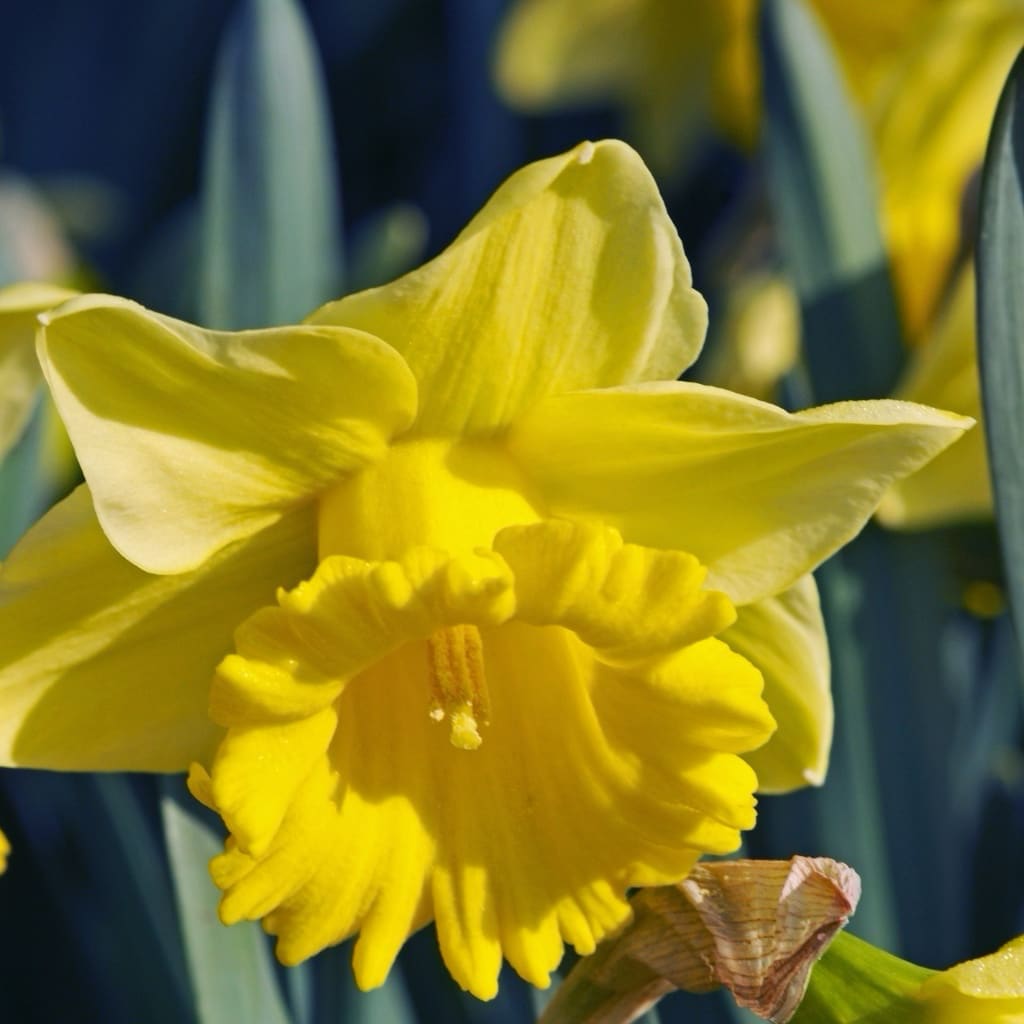 Narcissus pseudonarcissus