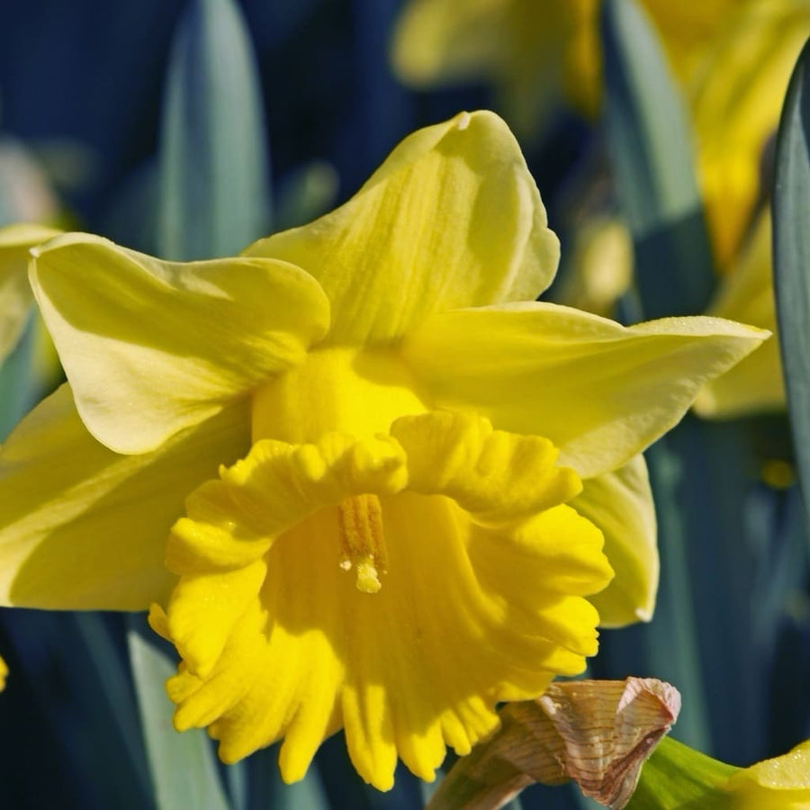Narcissus pseudonarcissus