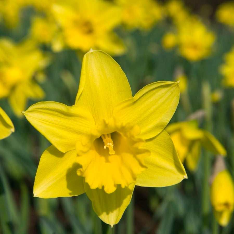 Bio-Trompeten-Narzisse 'Rijnveld's Early Sensation' Gelb
