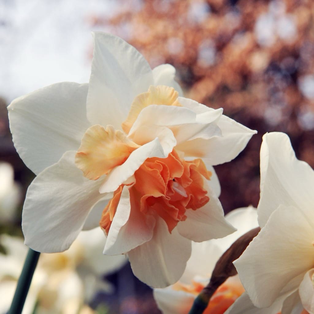 Narcissus pseudonarcissus