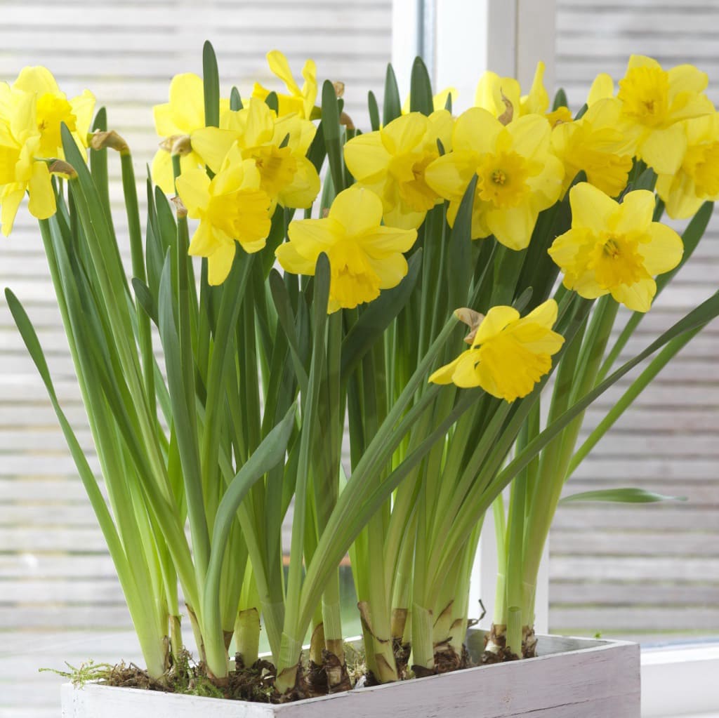Narcissus pseudonarcissus