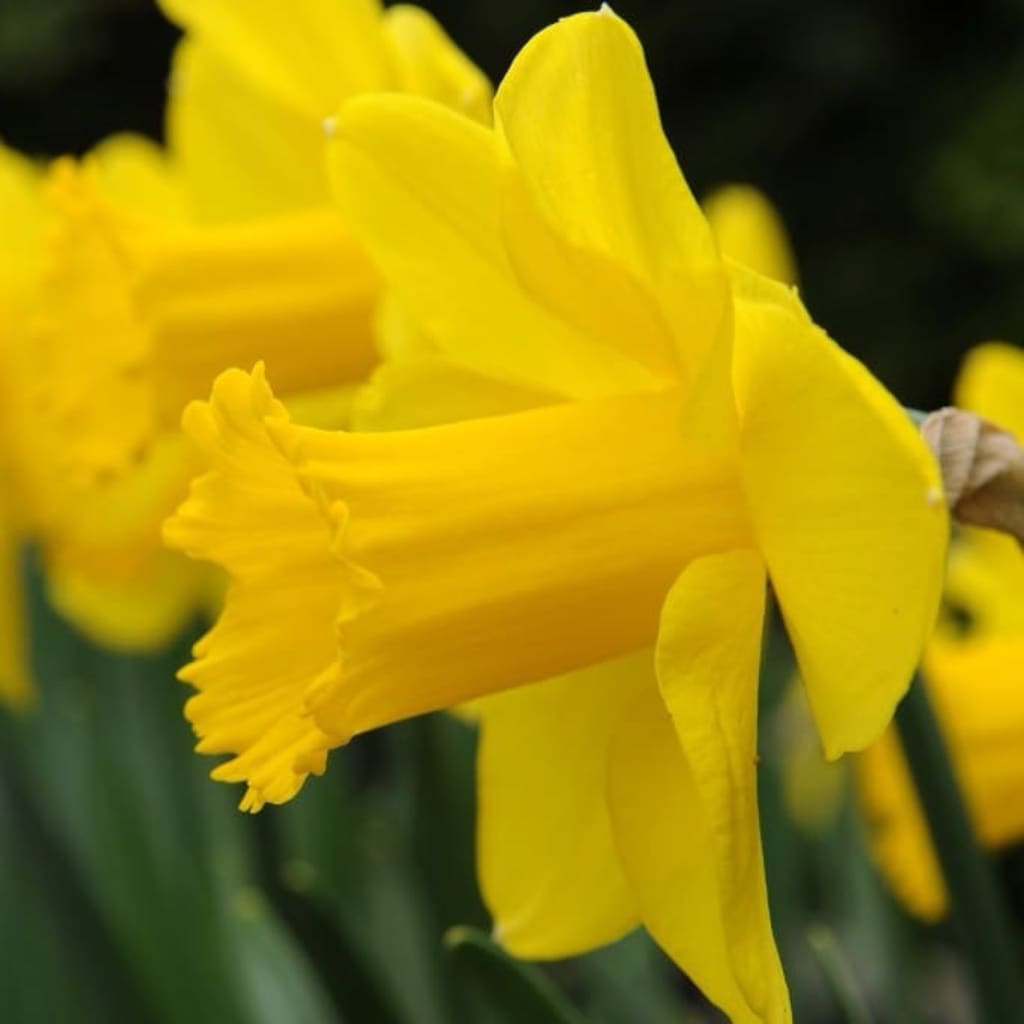 Narcissus pseudonarcissus