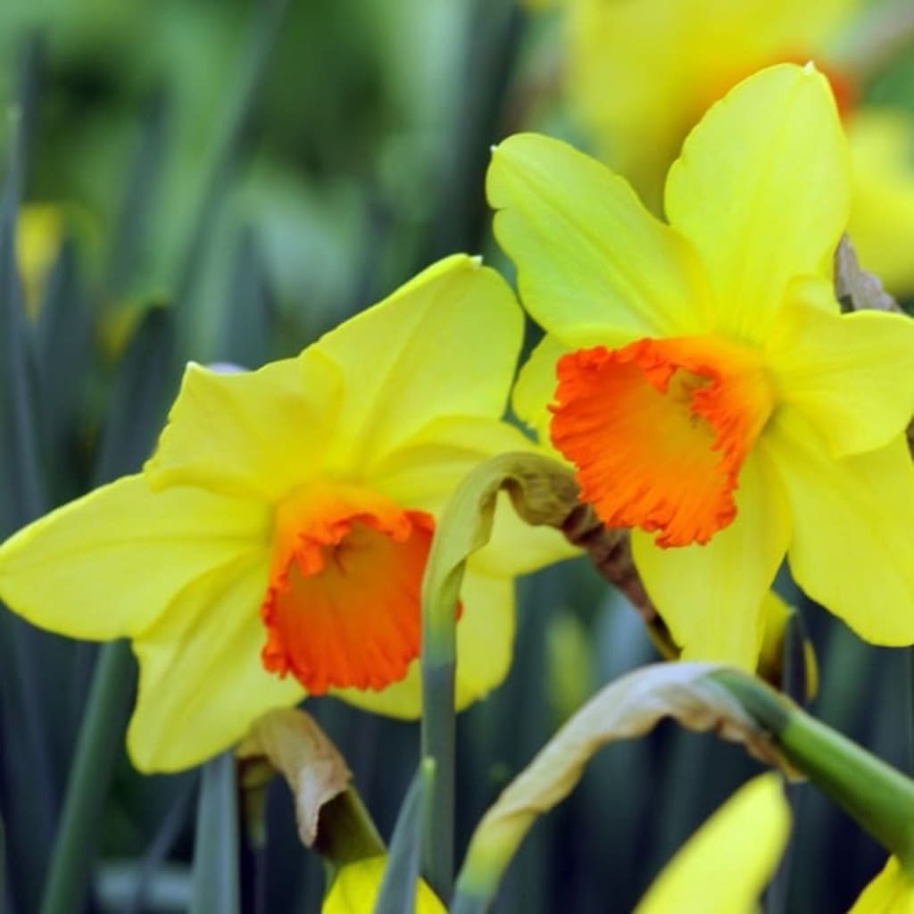 Narcissus pseudonarcissus