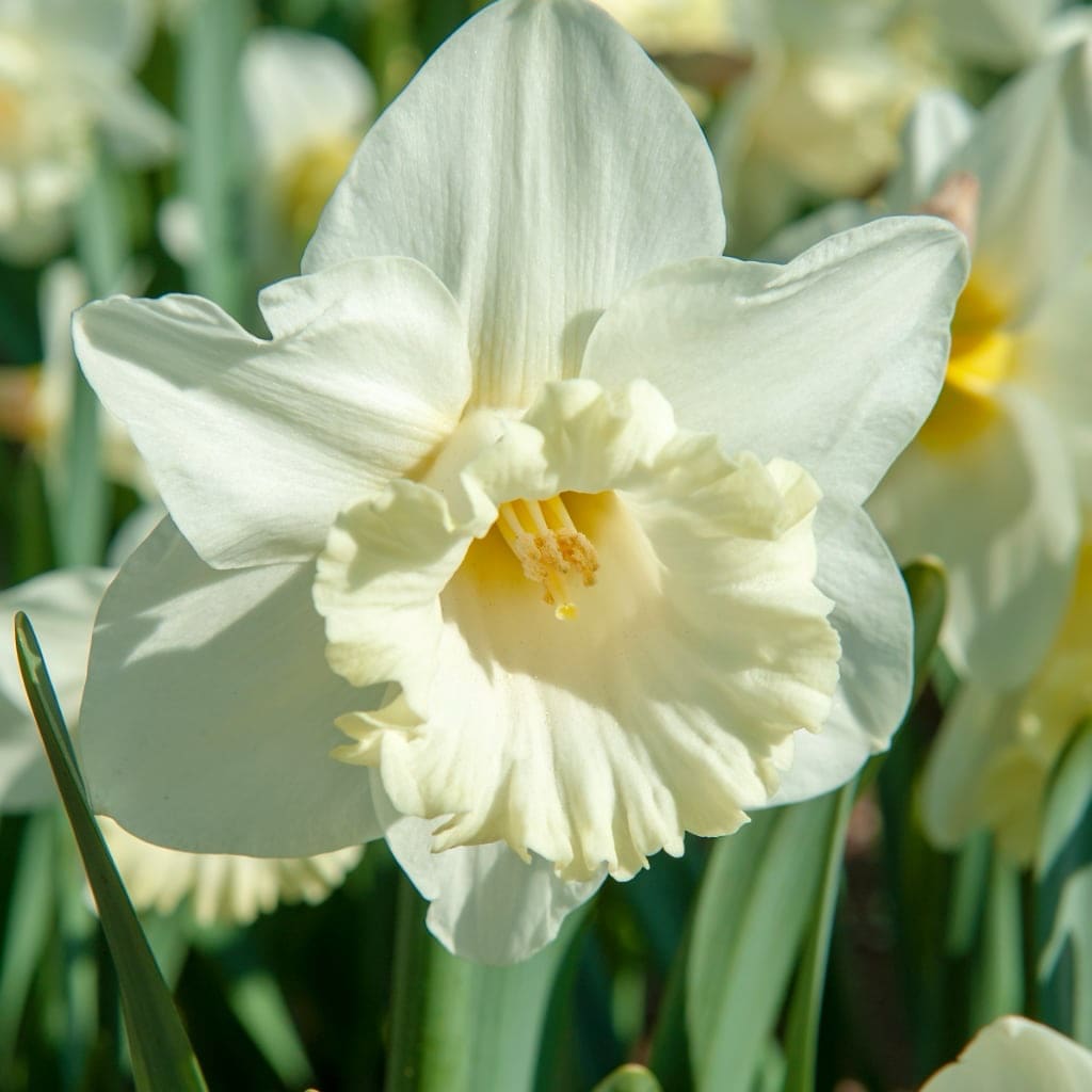 Narcissus pseudonarcissus