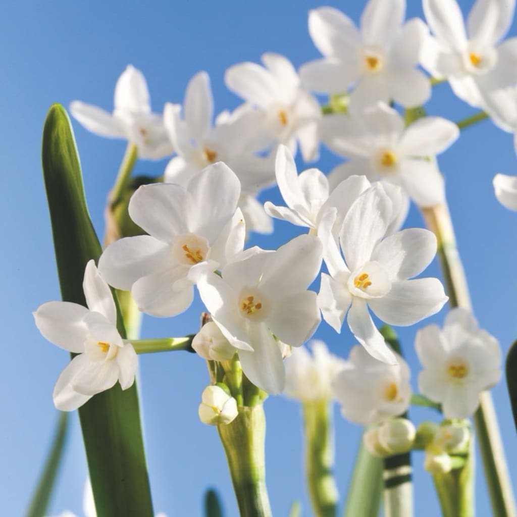 Narcissus tazetta