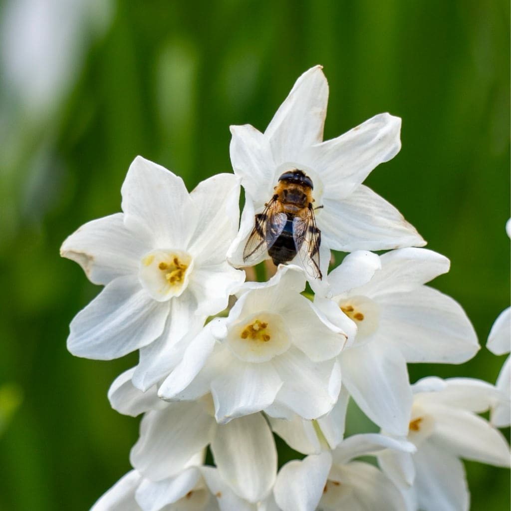 Narcissus tazetta