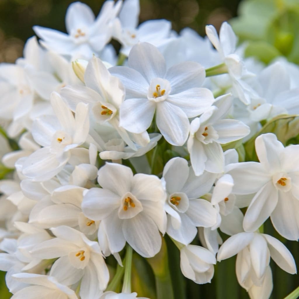 Duft-Narzisse 'Paperwhite' Weiß