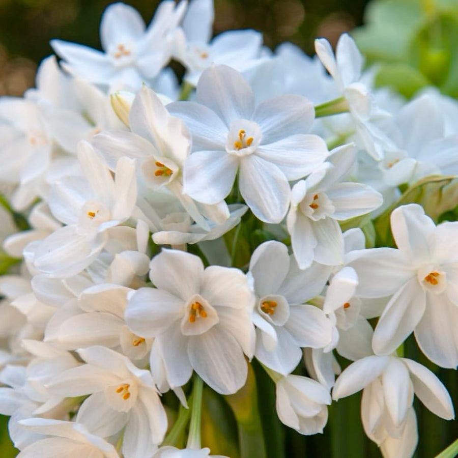 Duft-Narzisse 'Paperwhite' Weiß