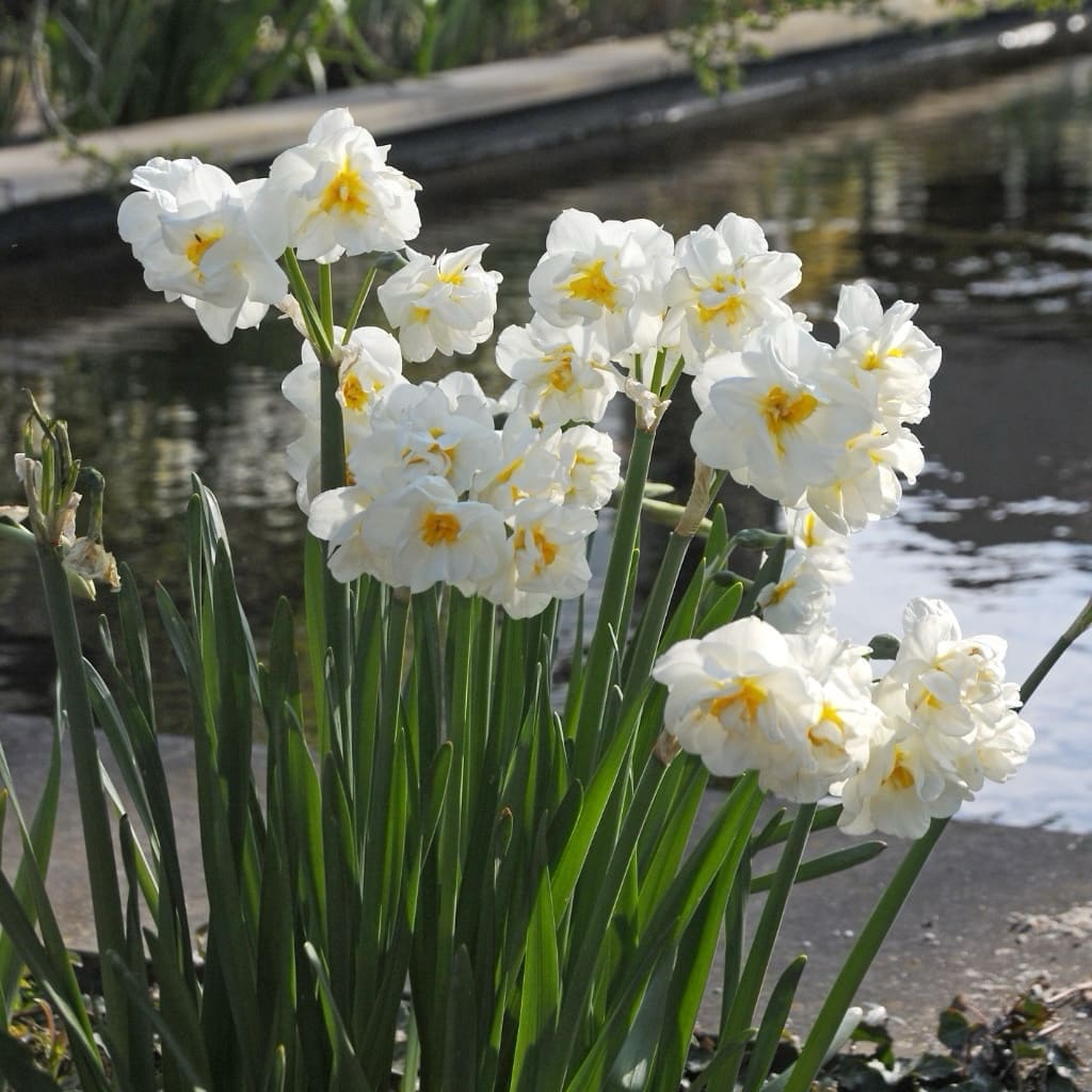 Narcissus tazetta