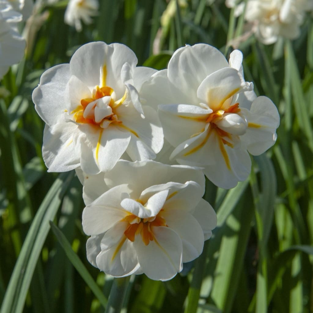 Narcissus tazetta