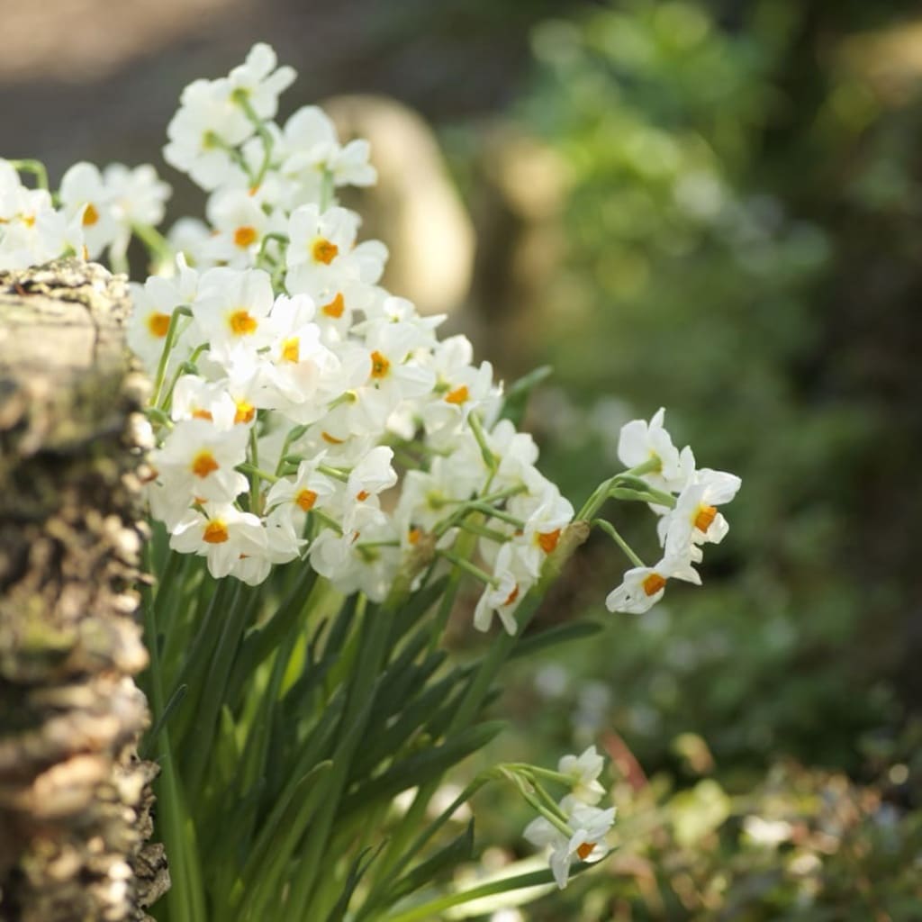 Narcissus tazetta