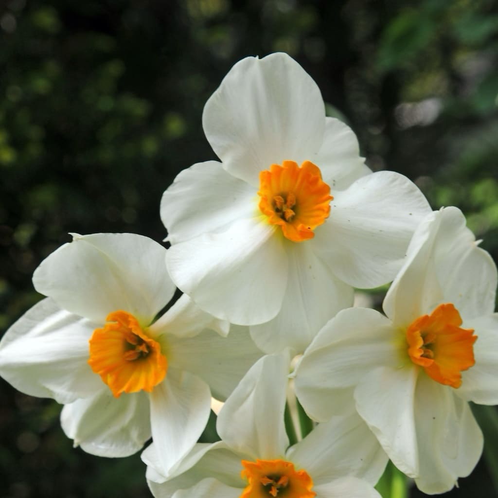 Narcissus tazetta