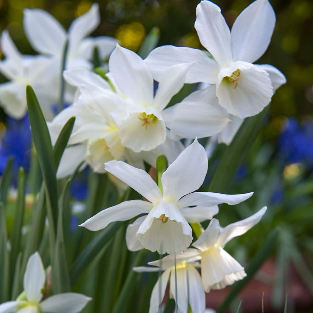 Narcissus triandrus