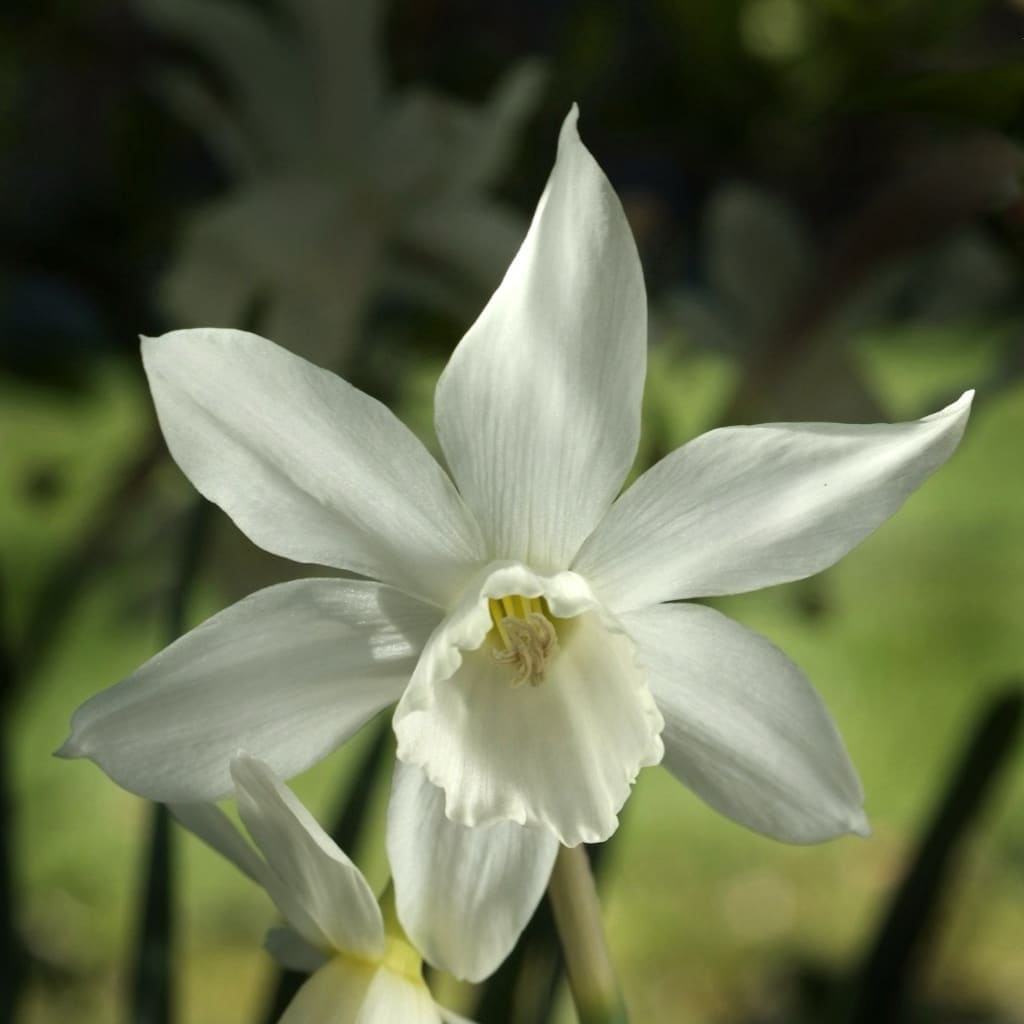 Narcissus triandrus