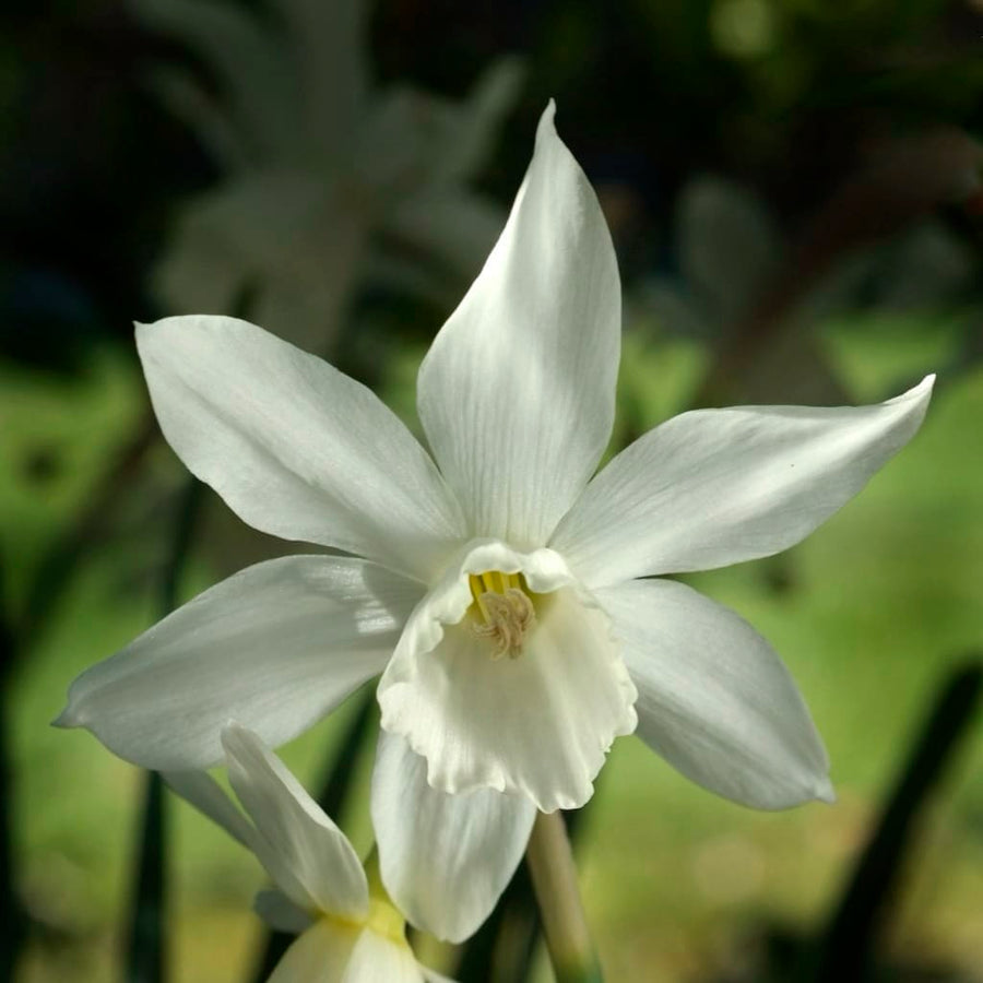 Narcissus triandrus