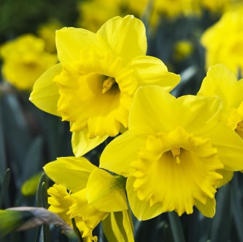Narcissus