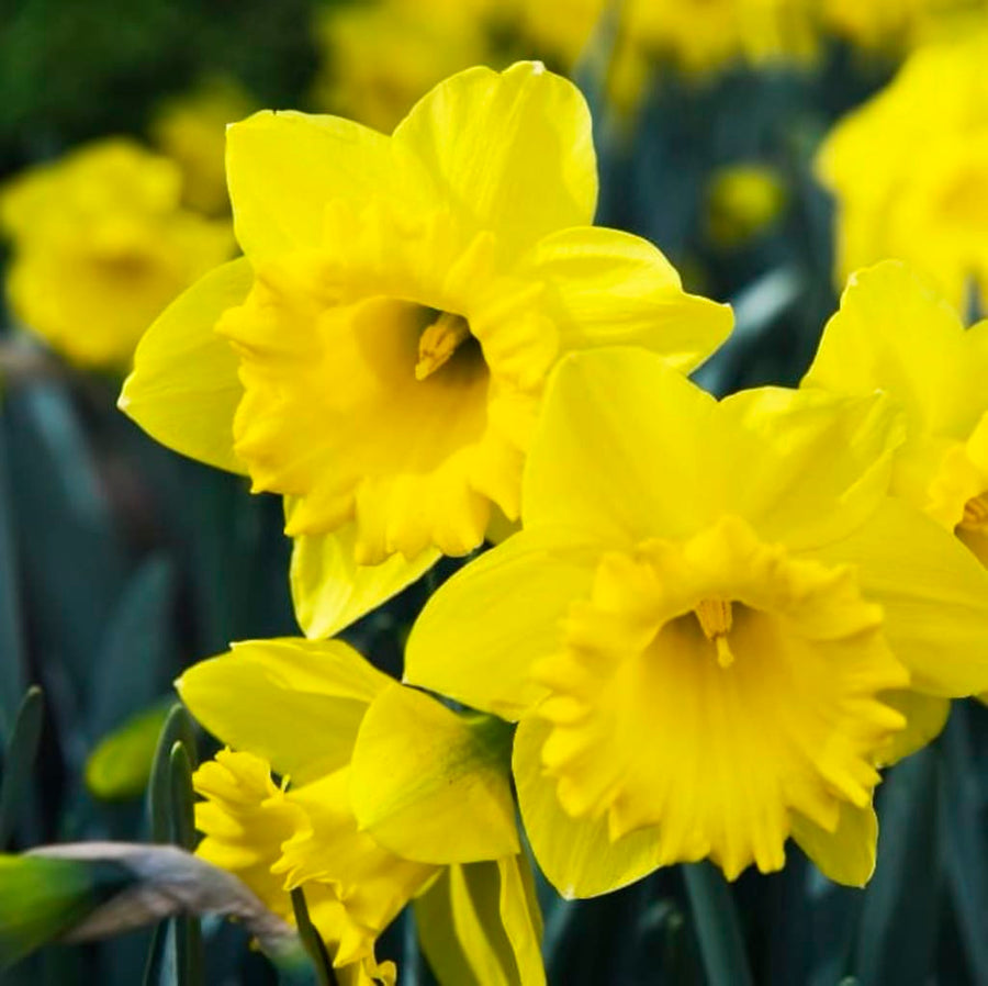 Narcissus