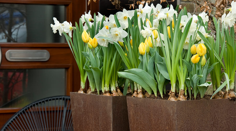 Weiße Narzissen und gelbe Tulpen in Pflanzkübeln