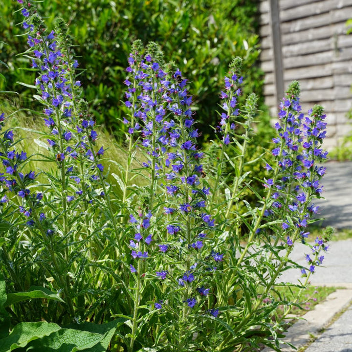 Natternkopf Violett