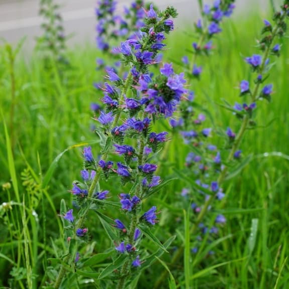 Natternkopf Violett