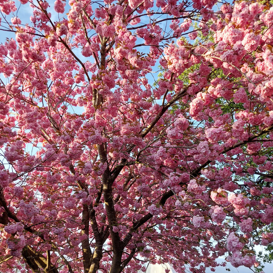 Nelken-Kirsche 'Kanzan' im Garten