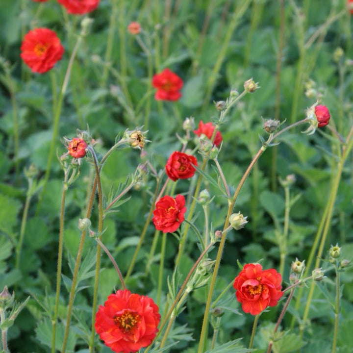 Nelkenwurz 'Feuerball' Rot