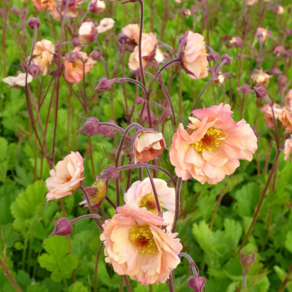 Nelkenwurz 'Mai Tai'® Rosa