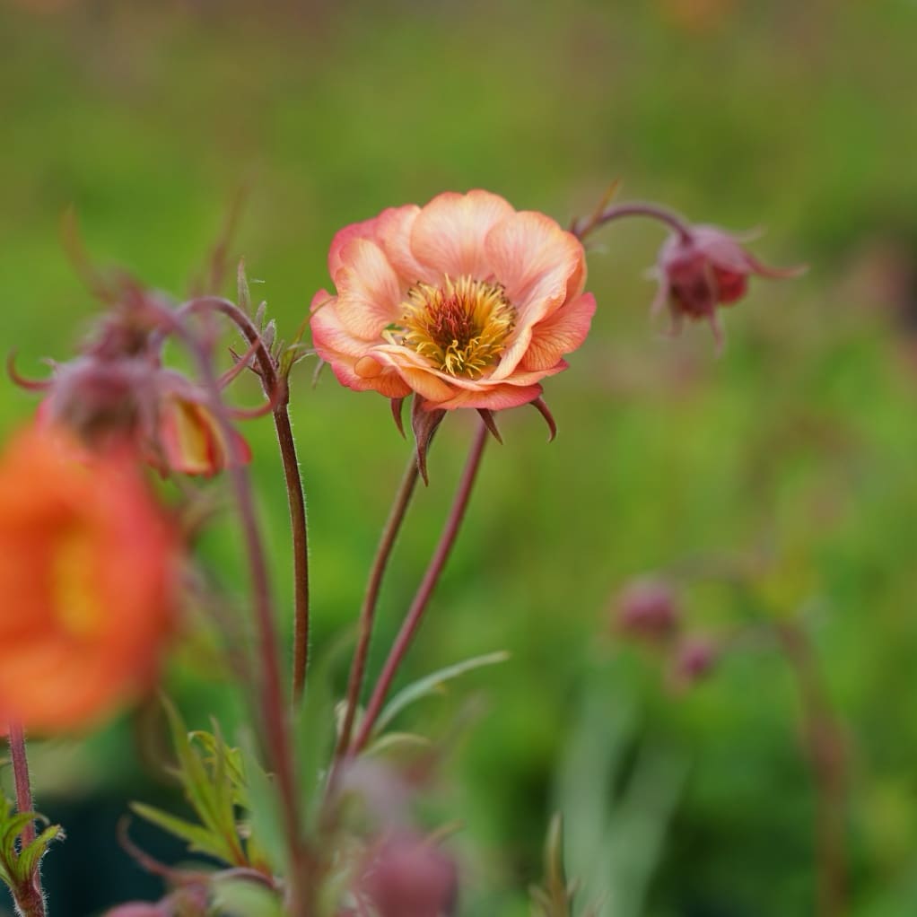 Nelkenwurz 'Mai Tai'® Rosa