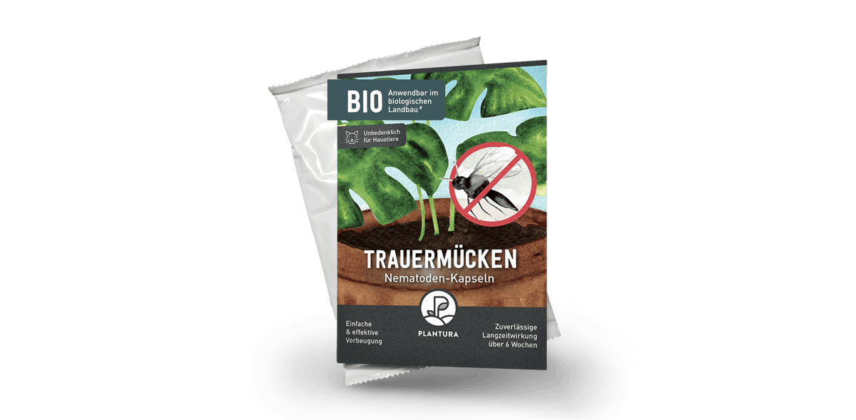 Trauermücken? Nicht mit uns!