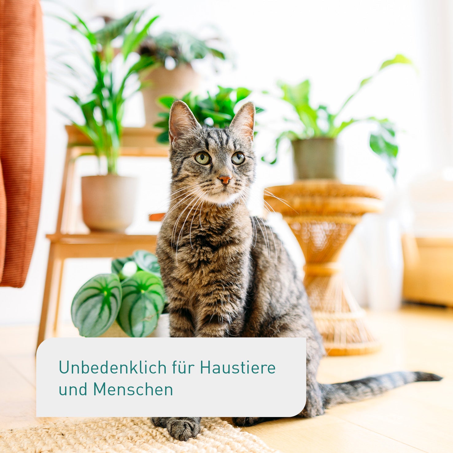 Katze sitzt zwischen Zimmerpflanzen