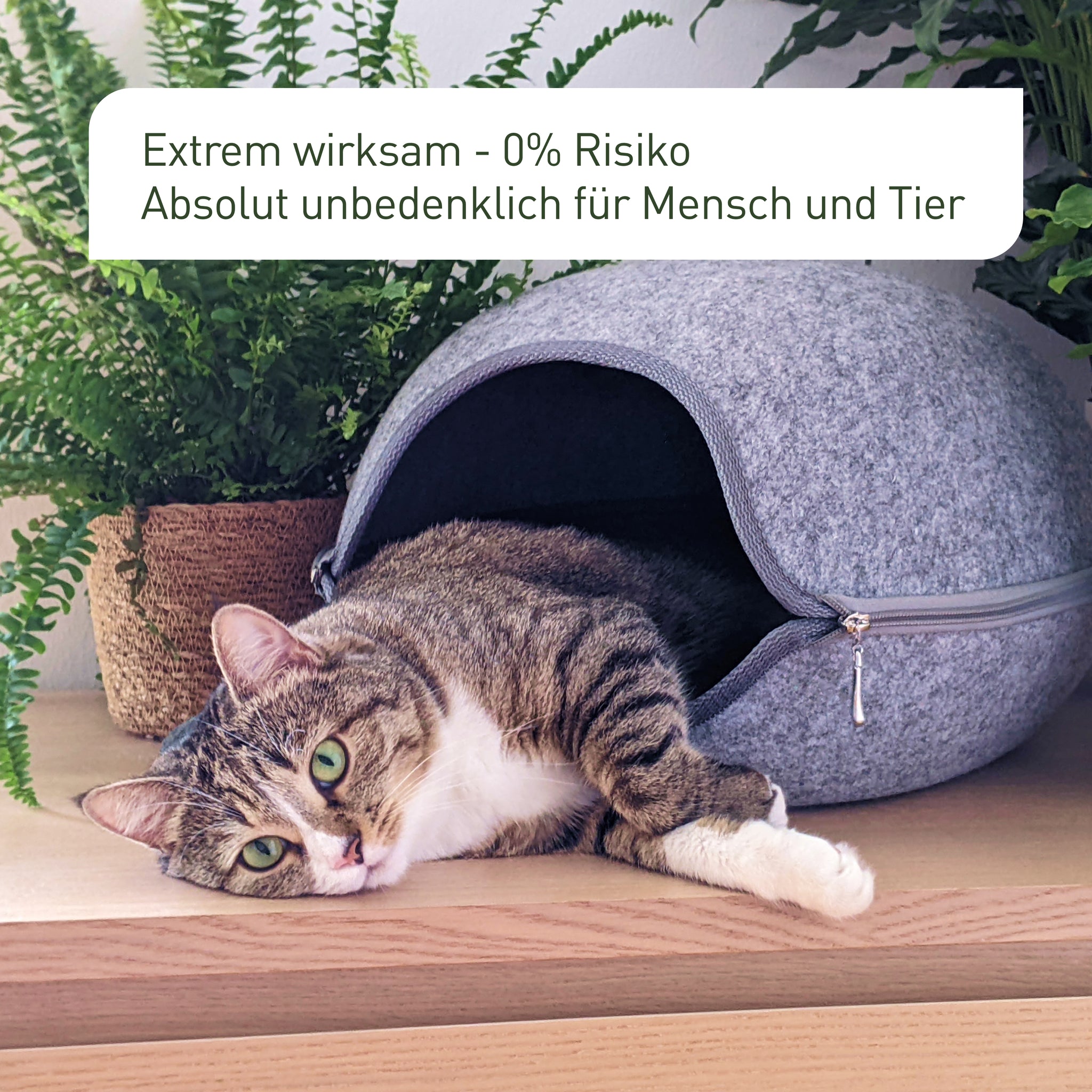 Natürliche Bekämpfung von Thripsen