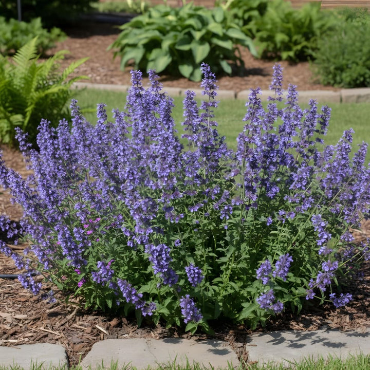 Nepeta x faassenii