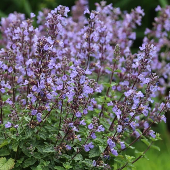 Nepeta x faassenii 'Purrsian Blue'®