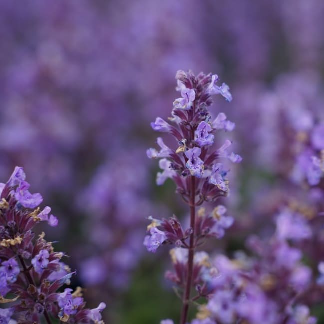 Nepeta x faassenii 'Purrsian Blue'®